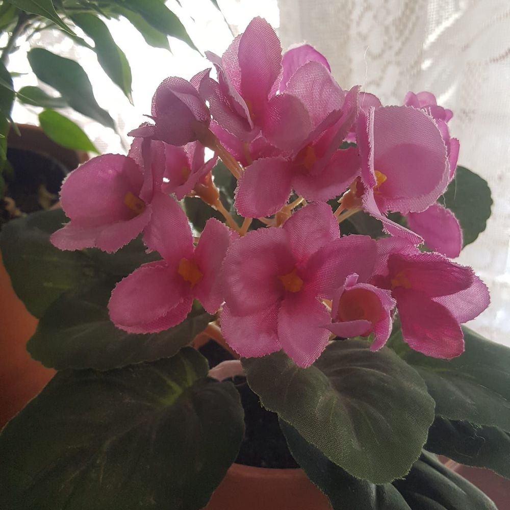 Meet your Posher, Sheila